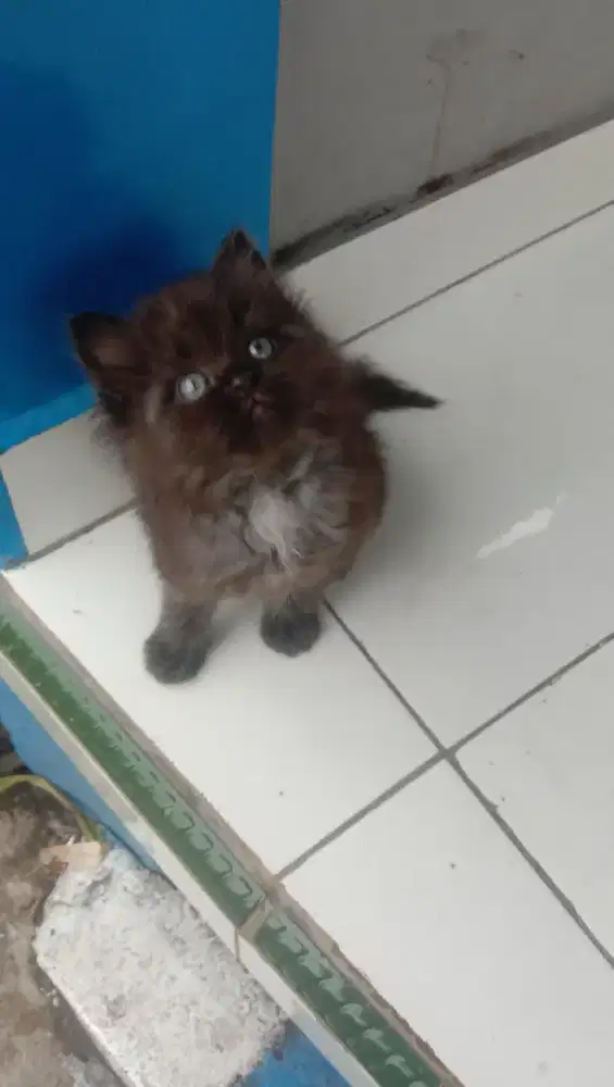Kucing Persia blacksmoke