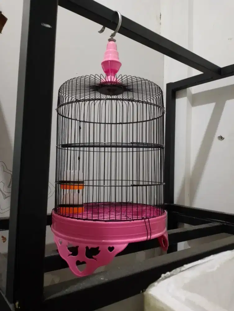 Sangkar burung bekas rasa baru