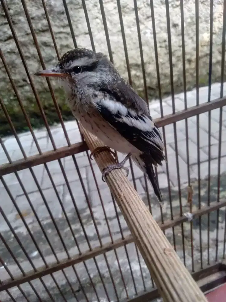 Burung kapasan kemiri