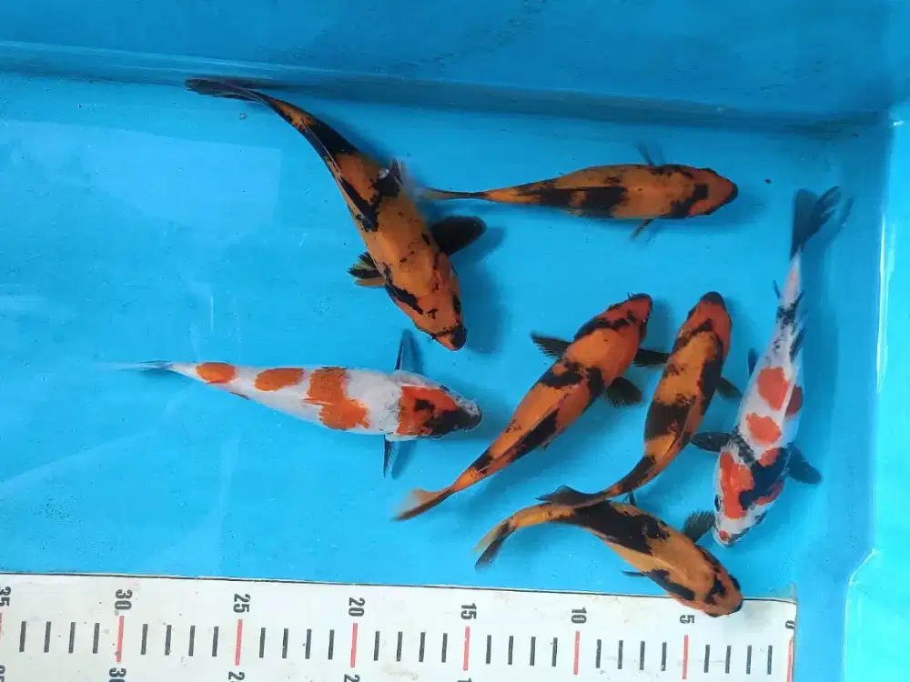 Jual ikan koi borongan Kolam