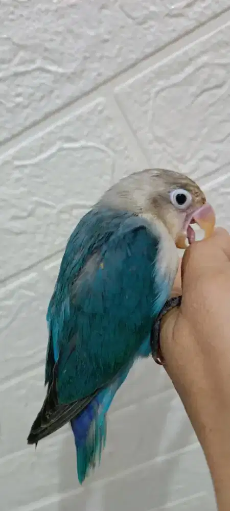 Lovebird jinak banget