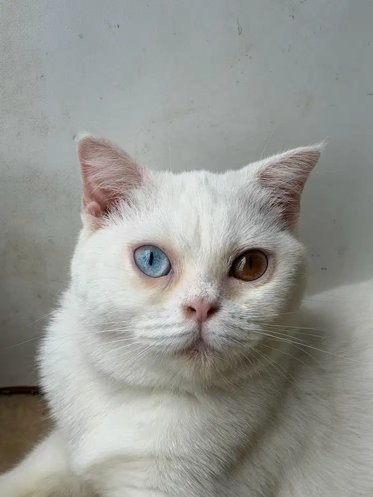 BSH British short hair odd eyes