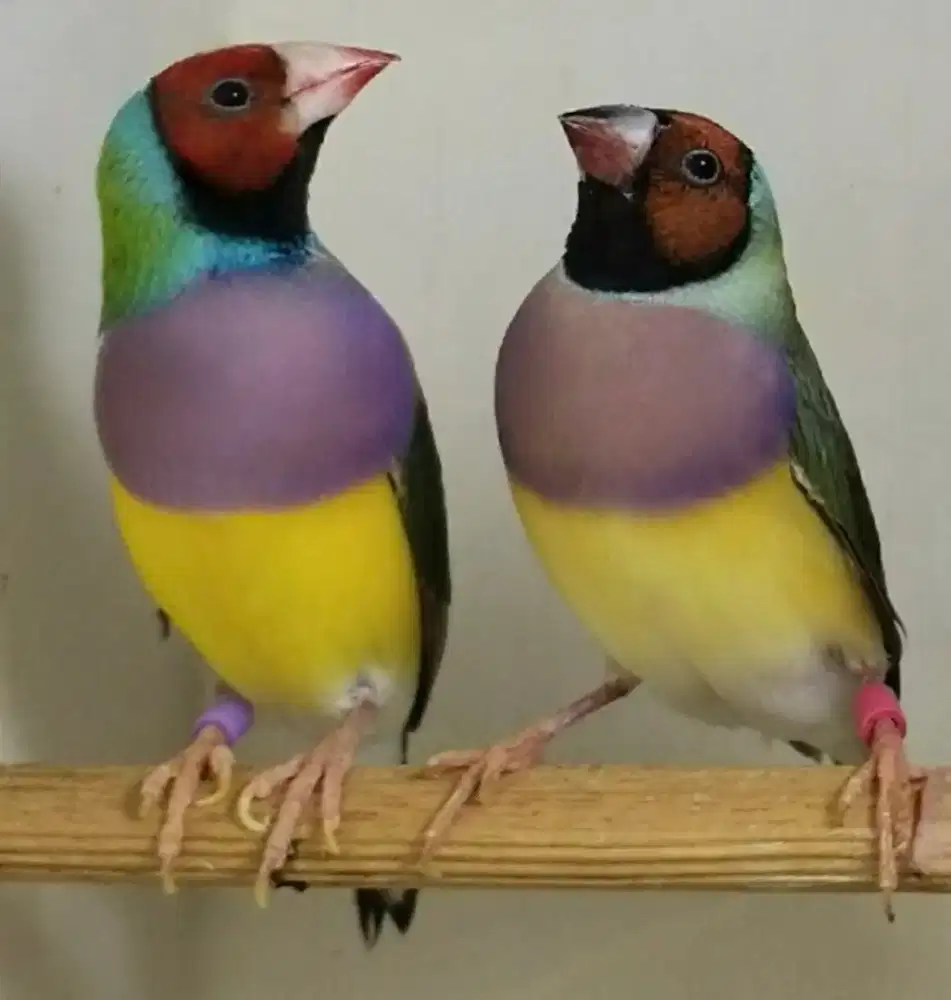 Burung Gould Amadine Hijau