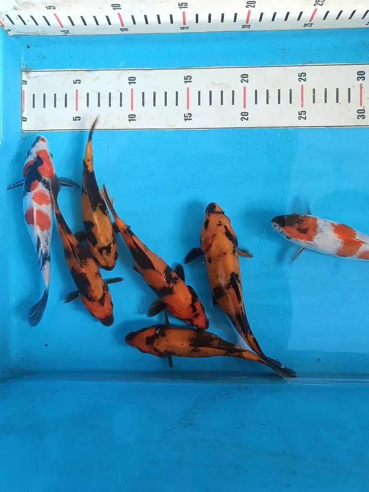 Jual Borongan Ikan Koi
