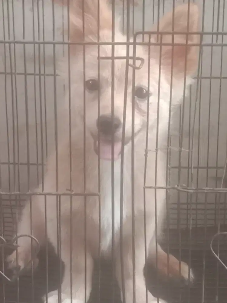 Anak anjing pom betina