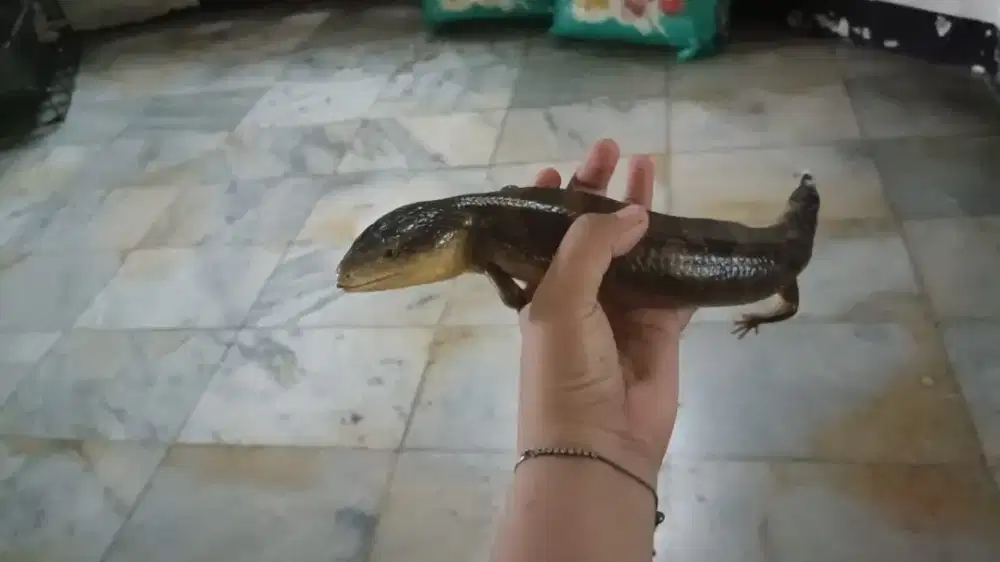 Panana Reptil Jantan dan Betina