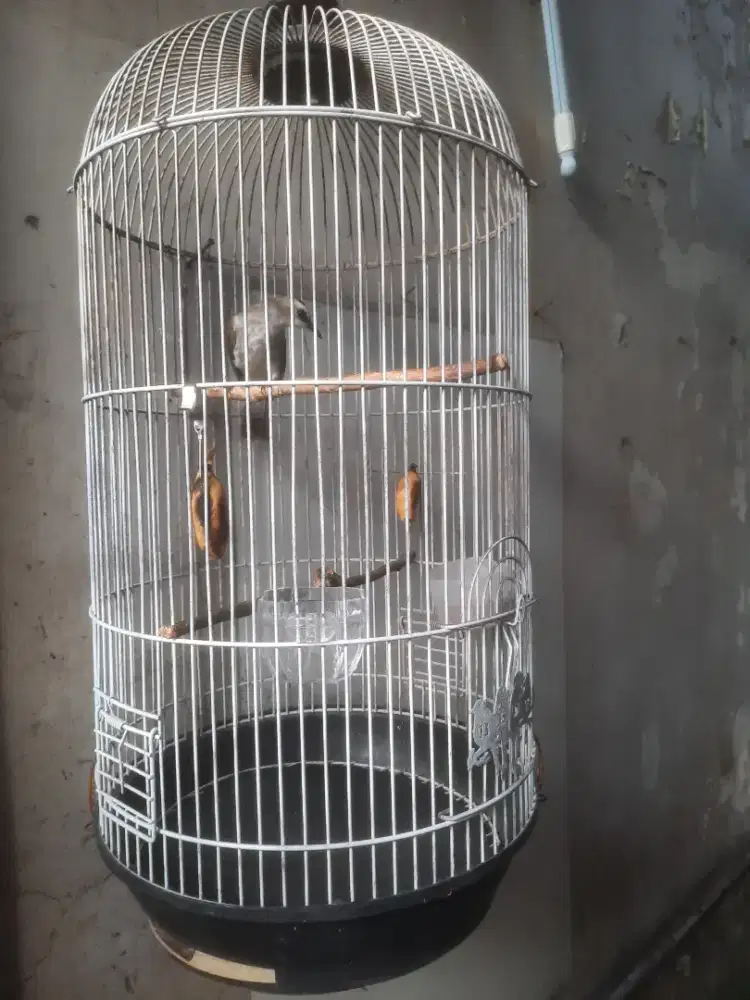 Trucuk body besar panjang