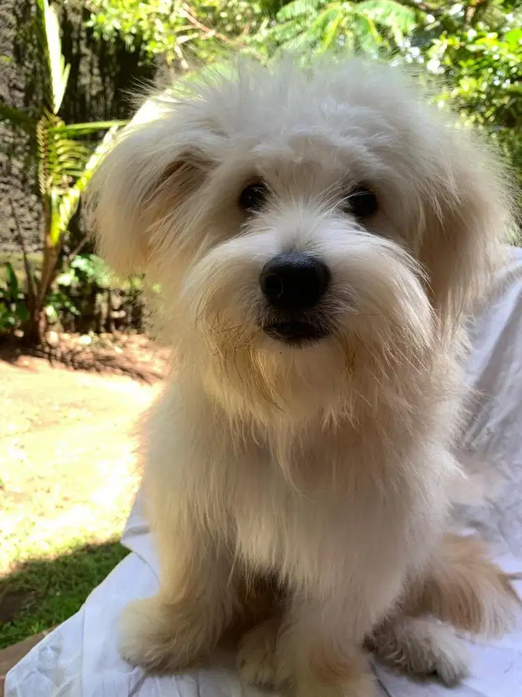 Anjing Bischon Jantan