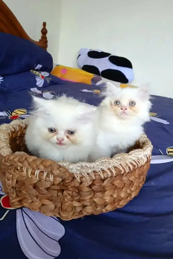Kitten Persia Lucu