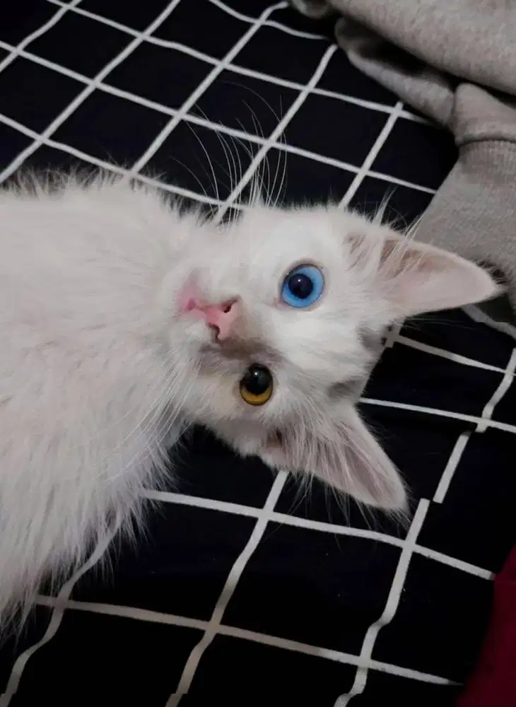 Persia medium hantan odd eyes