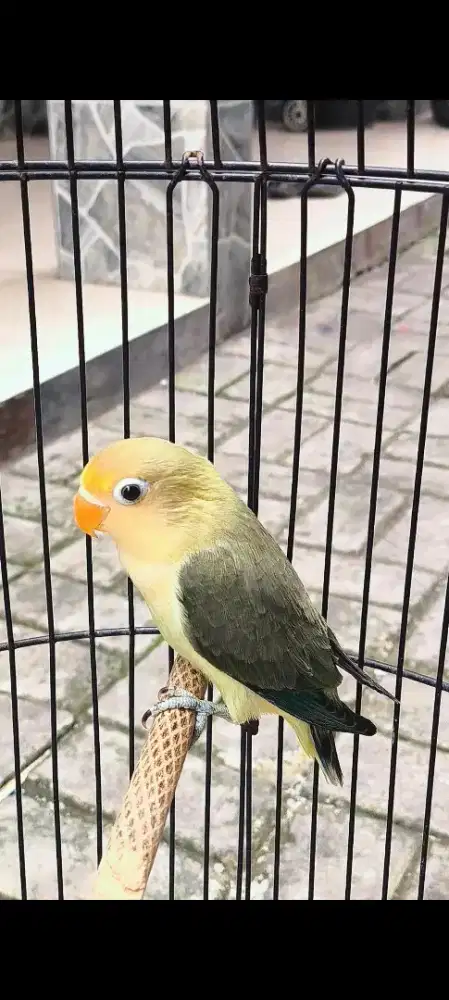 Lovebird PB Ewing Vio