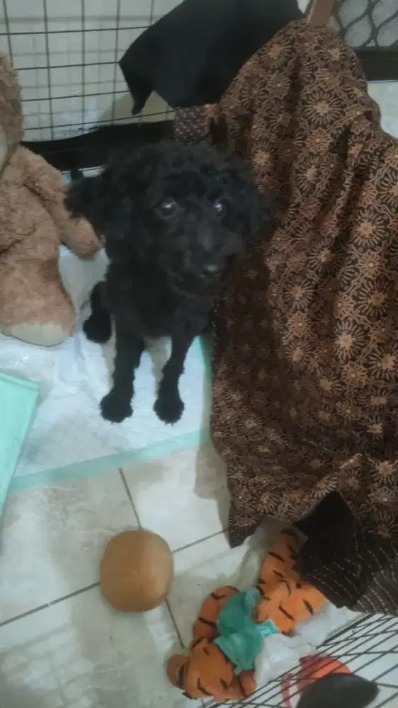 Black Male Poodle