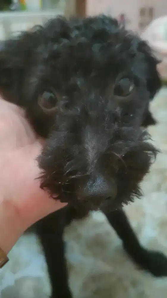 Poodle hitam Mr. Toto