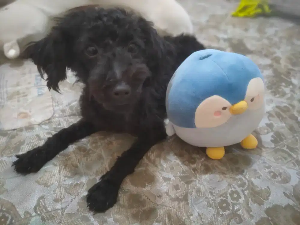Black Poodle Male (Jantan)