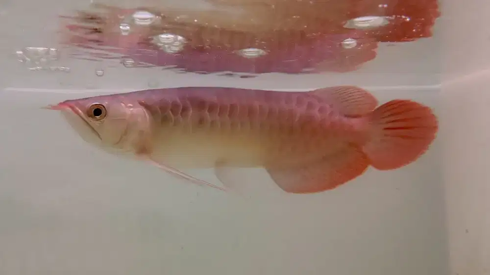 Arwana Super Red 25cm