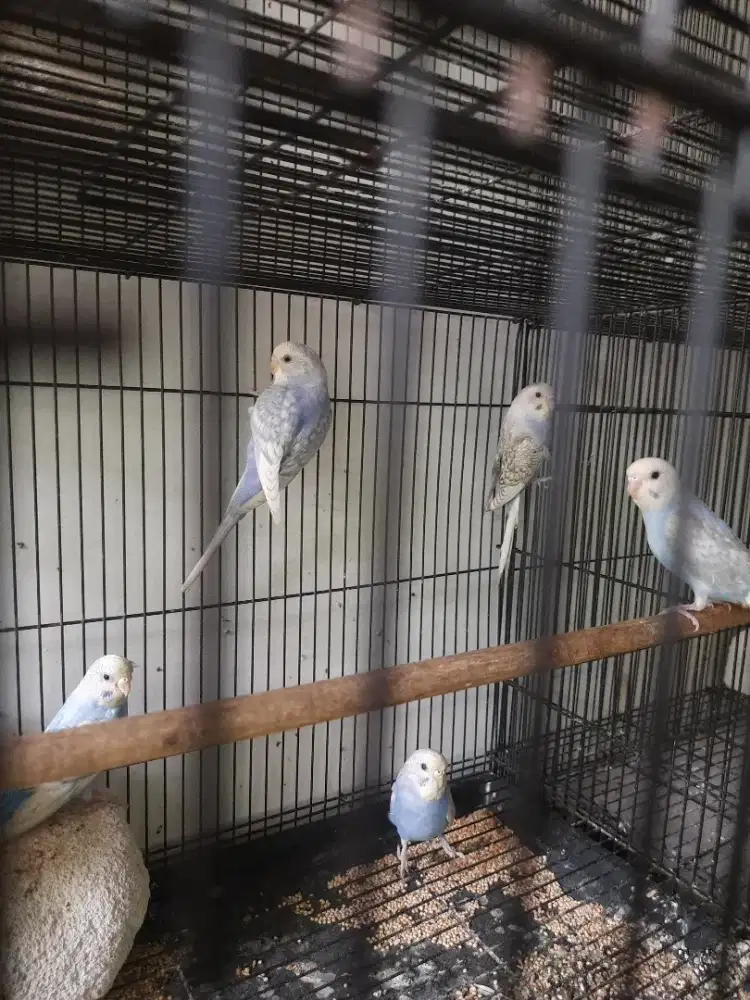 Burung parkit Holland