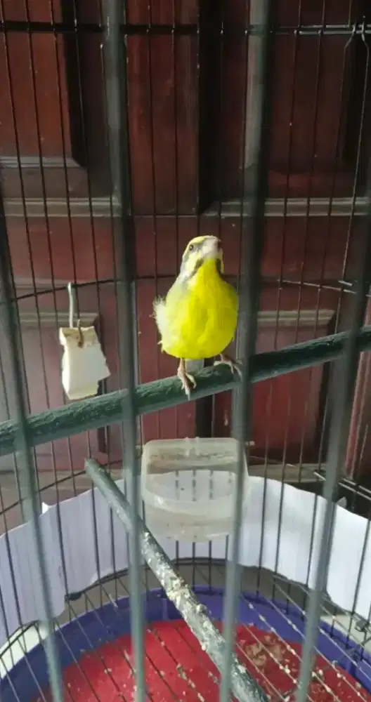 Mozambik anteng gacor