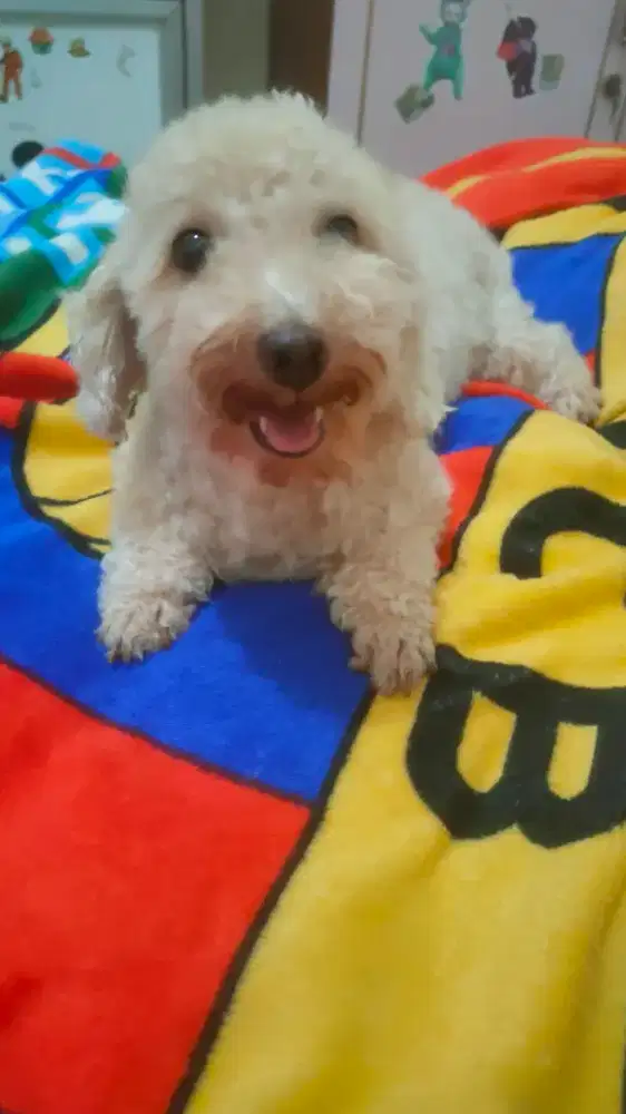 IndukanPoodle Female