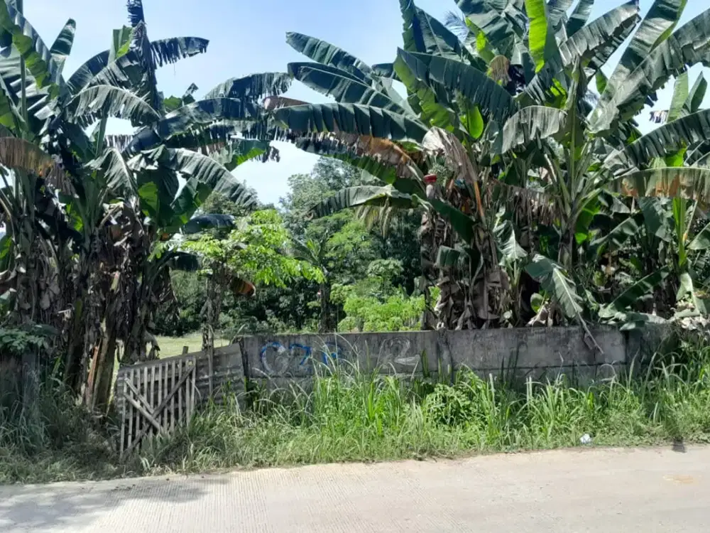 DIJUAL TANAH 1,5 HEKTAR LOKASI PINGGIR JALAN RUMPIN COCOK UNTUK INVESTASI