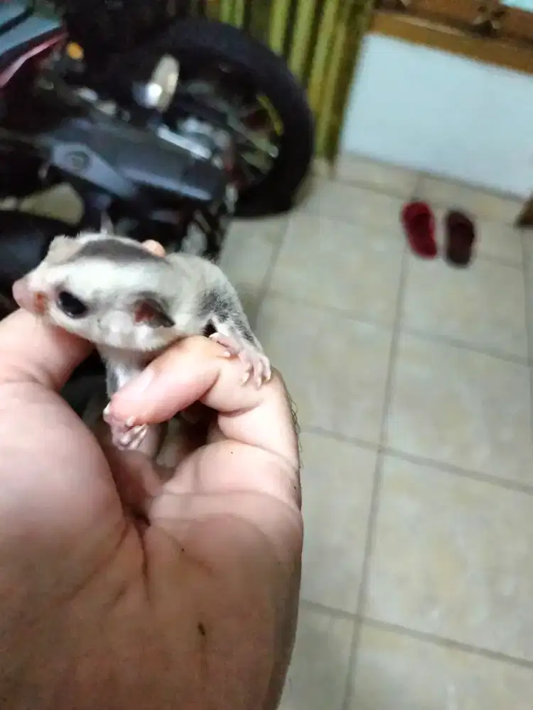 Sugar glider joey white face jantan