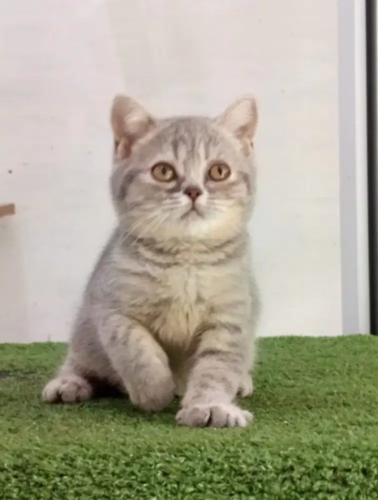 British shorthair blue tabby female