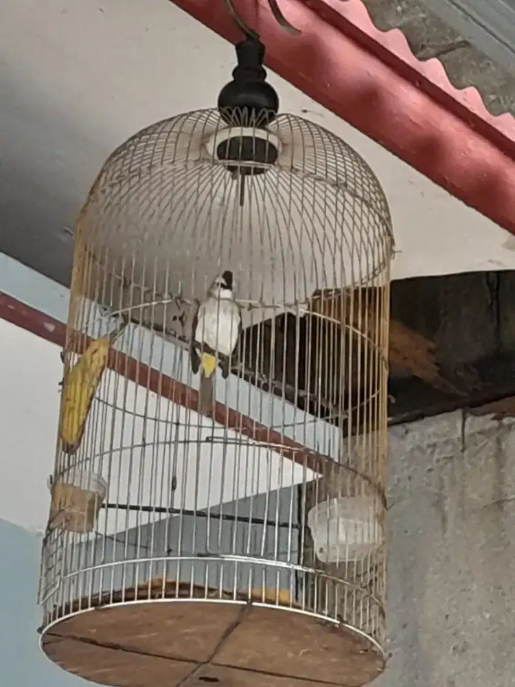 Di jual cepet burung trokcok