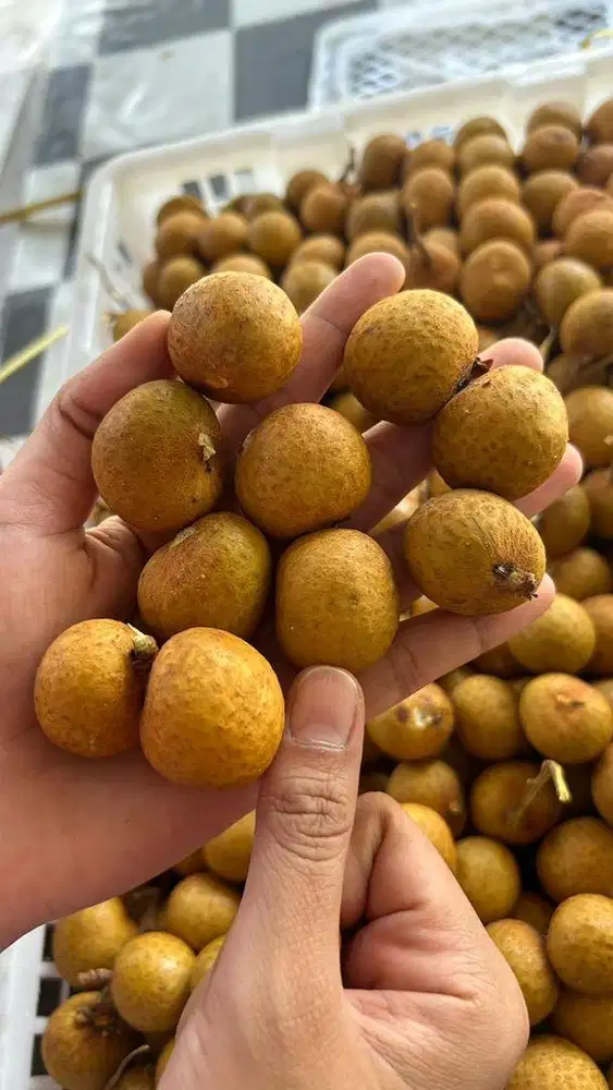 LENGKENG THAILAND MURAH