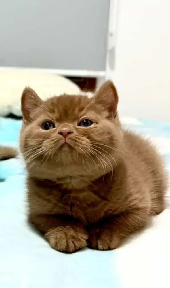 British shorthair cinamon jantan pedigree