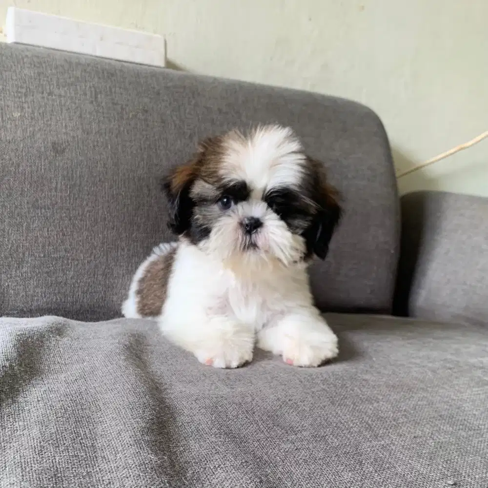 surabaya Anjing shihtzu shih tzu shitzu shitsu sitzhu