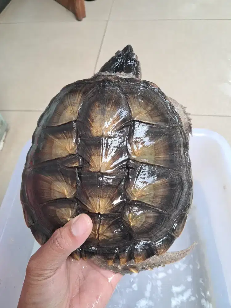 Kura-kura Cst, common snapping turtle bukan brazil