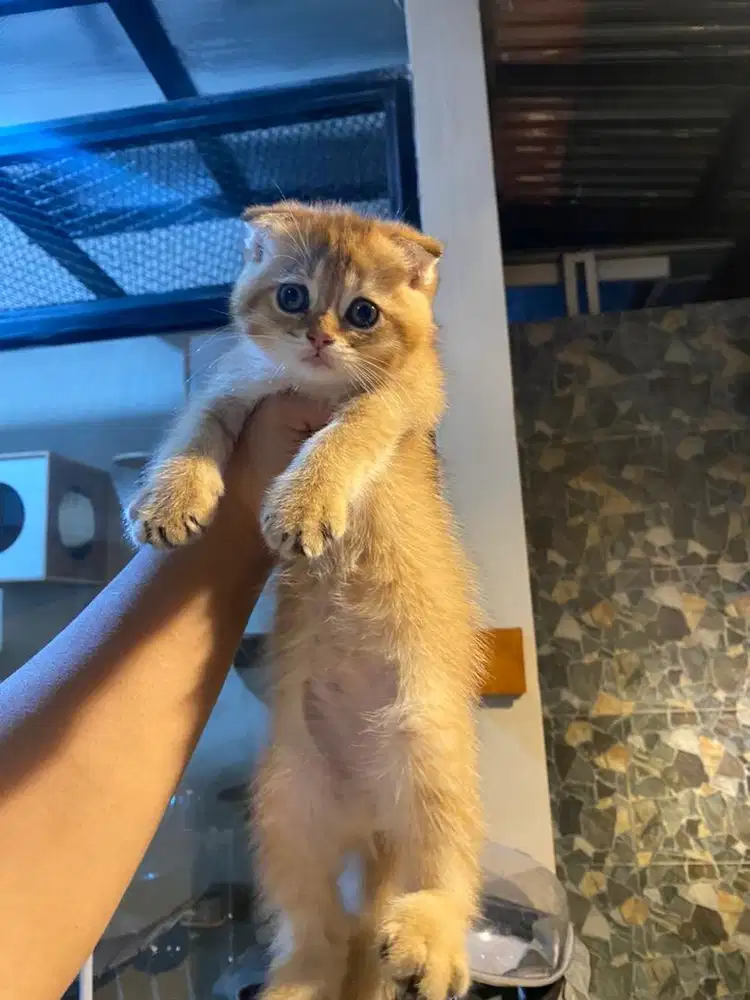 Scootish fold golden jantan british shorthair