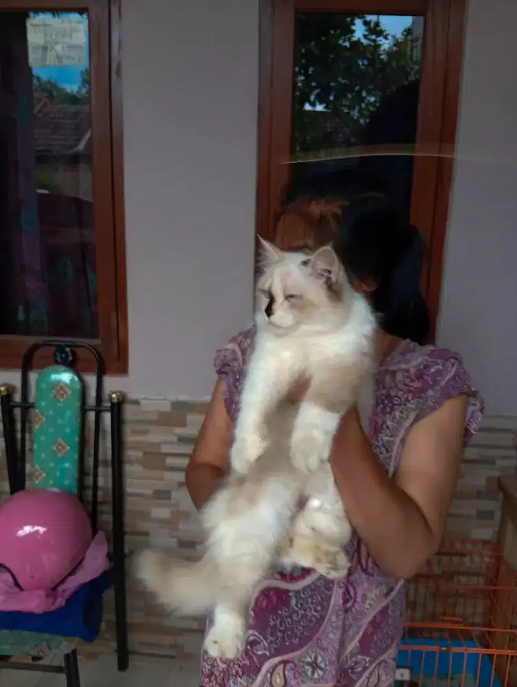 Kucing mix ragdoll betina