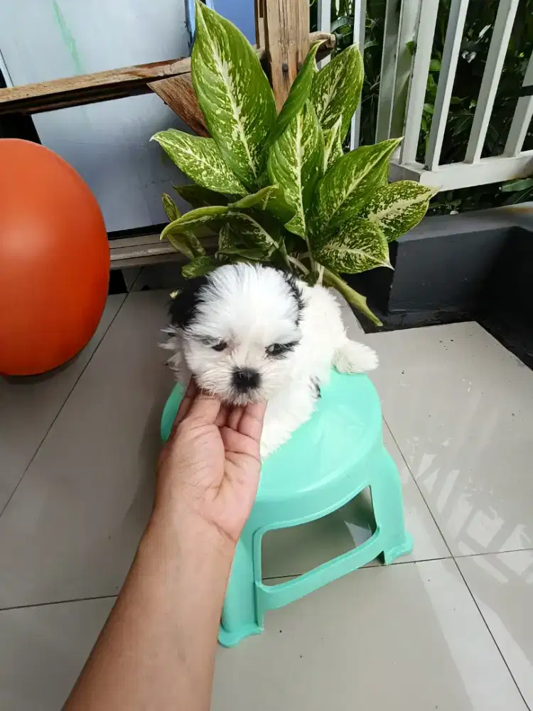 shihtzu stb vaksin