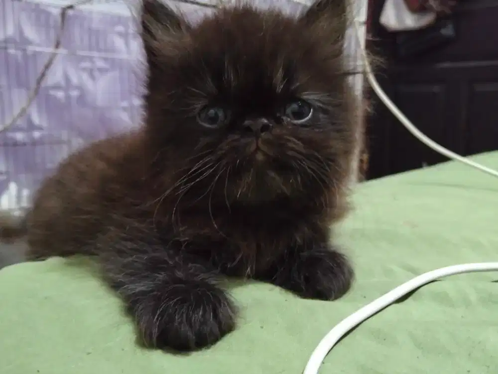 Kucing peaknose hitam bulu panjang