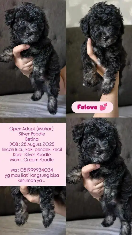 Open Adopt Beige Silver Poodle Girl