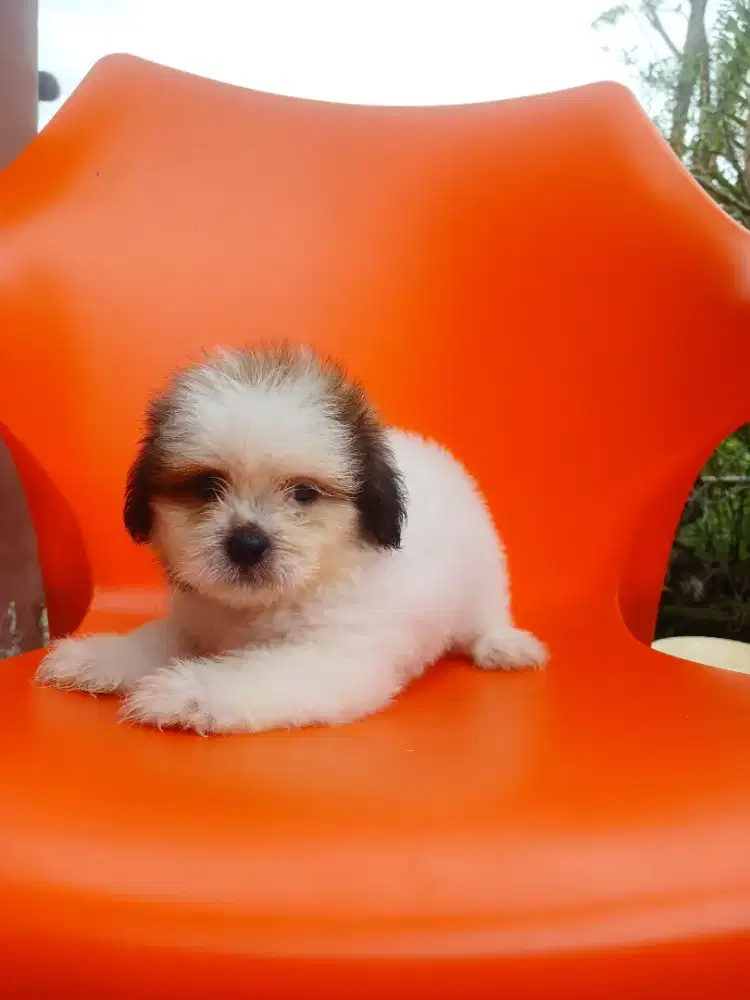 Anak anjing shih tzu