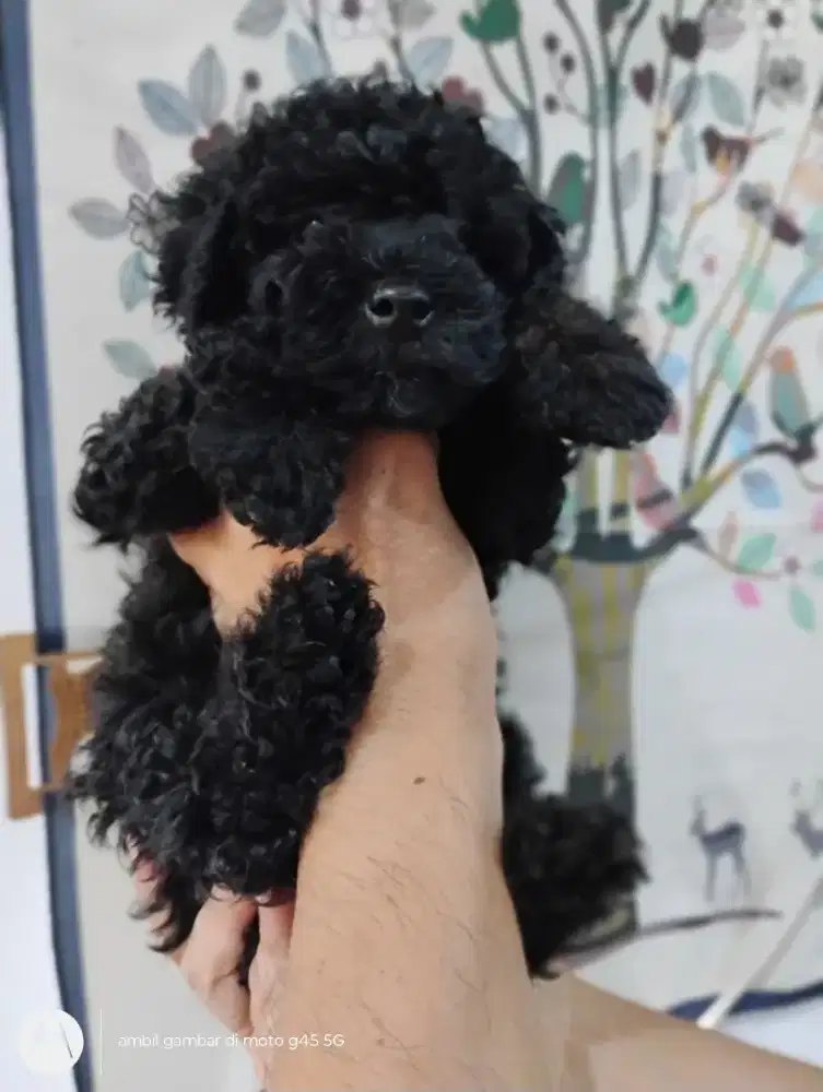Anjing Poodle jantan 3 bulan