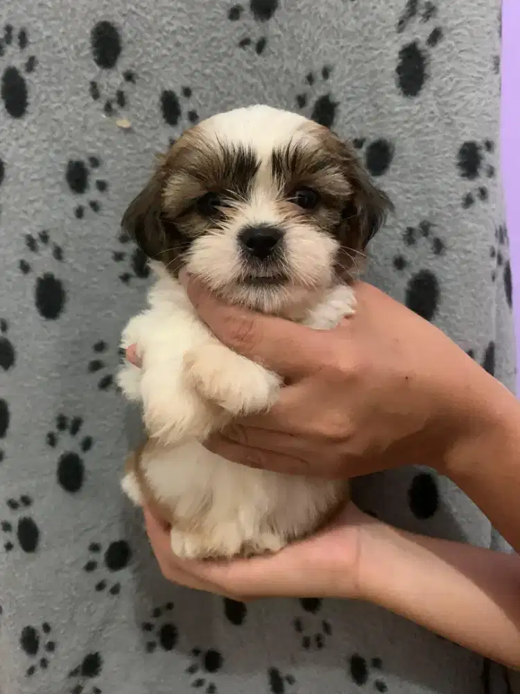 Open Adopt Anjing Shihtzu 2 bulan
