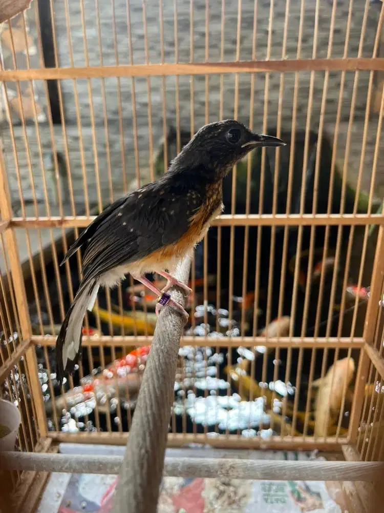 Murai baru trotol dari induk blorok ekor panjang 25 cm vs 17 cm