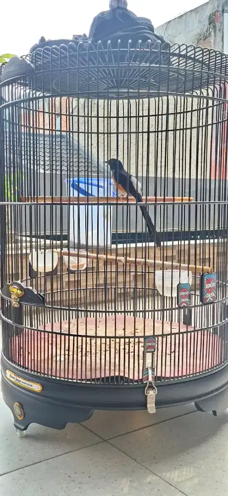 Murai batu medan sertifikat lengkap