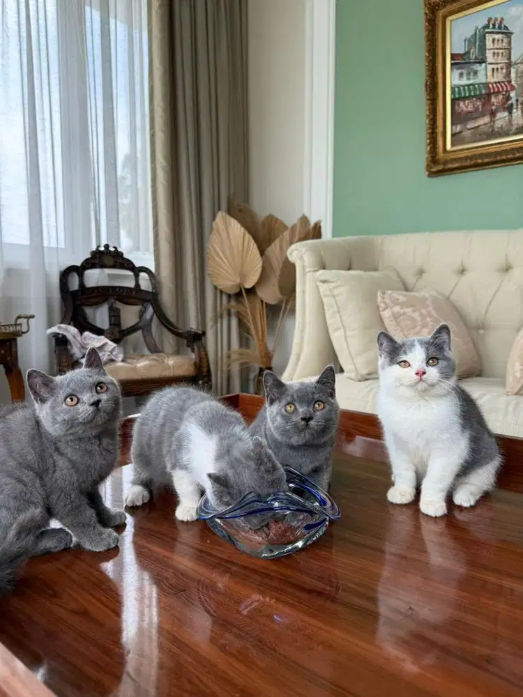 Open adopt BSH blue & bicolor jantan $ betina
