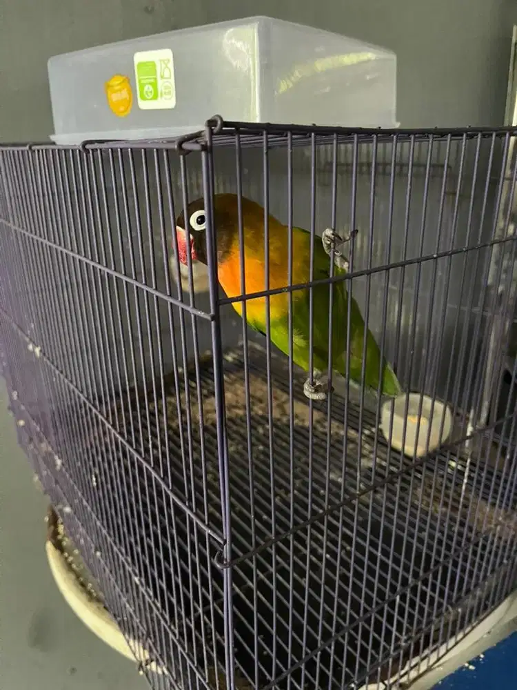 Burung love bird dan kandang