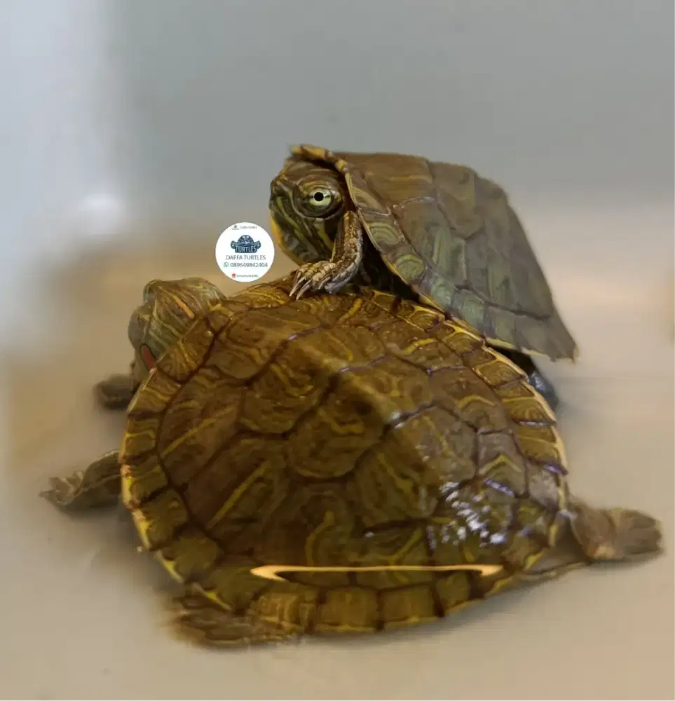 Kura Kura Res atau Brazil