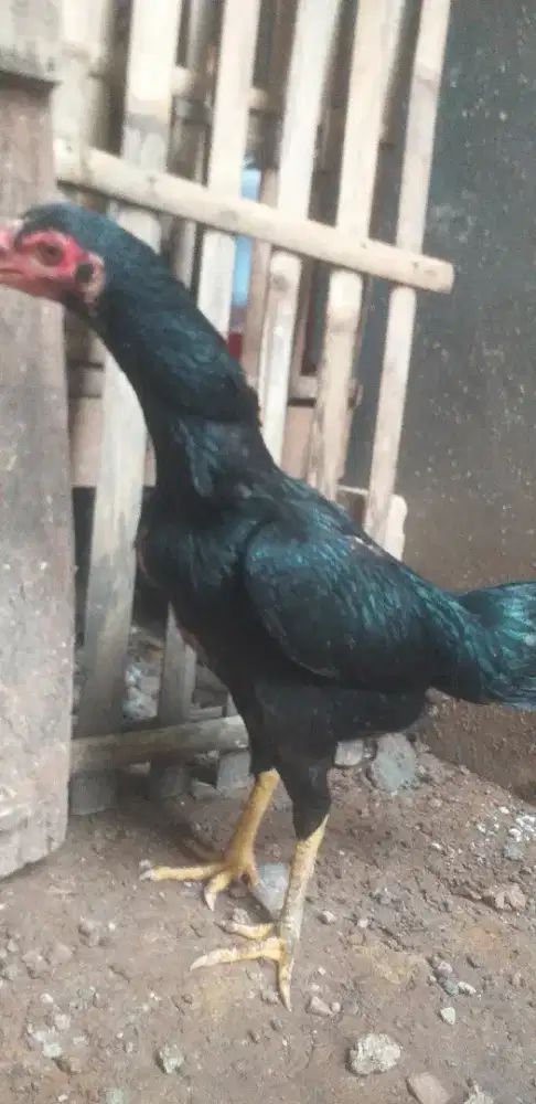 Biang Ayam Bangkok Thailand