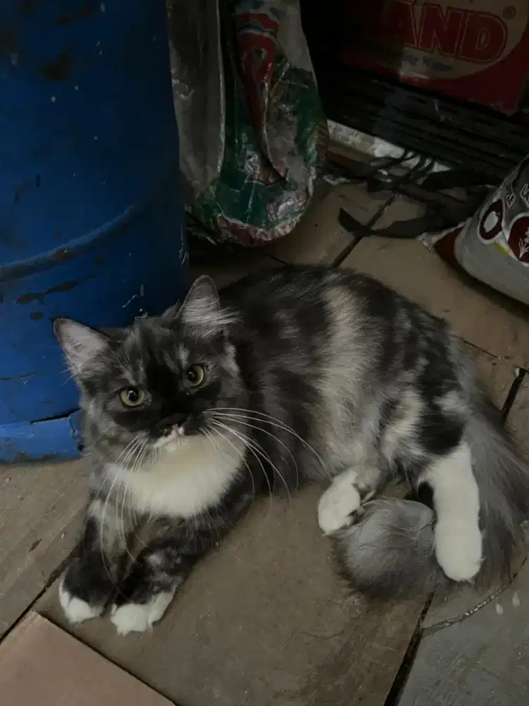 Kucing Indukan Persia x Himalaya