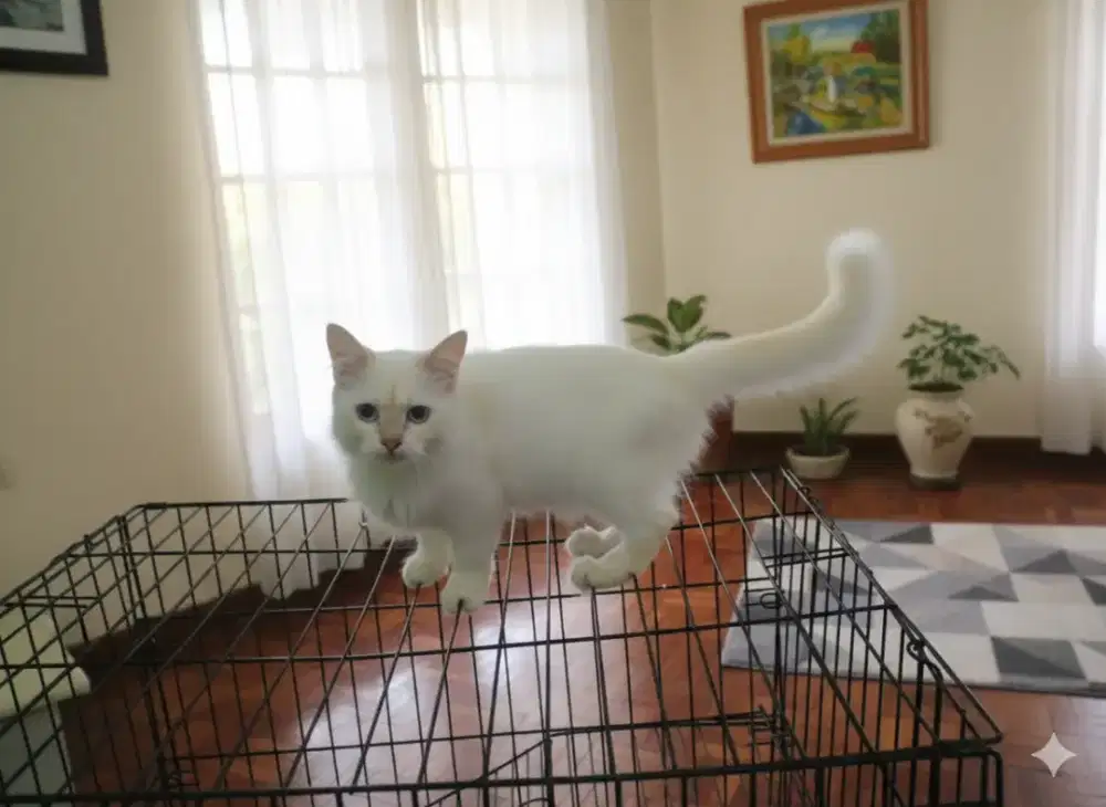 Pejantan munchkin jago kimpoy