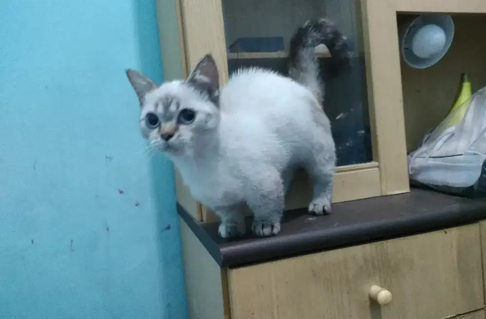 Munchkin indukan proven