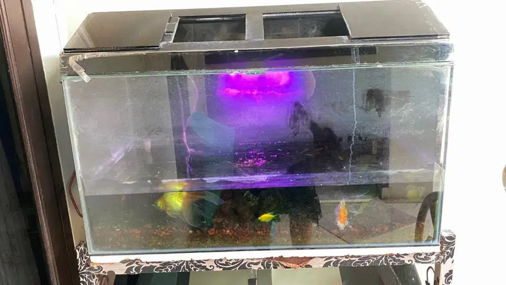 Dijual Aquarium Ikan Hias Full Set Siap Pakai – Harga Murah Bisa Nego!