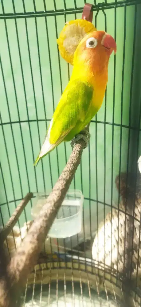 Burung lovebird, NET dan BURJA