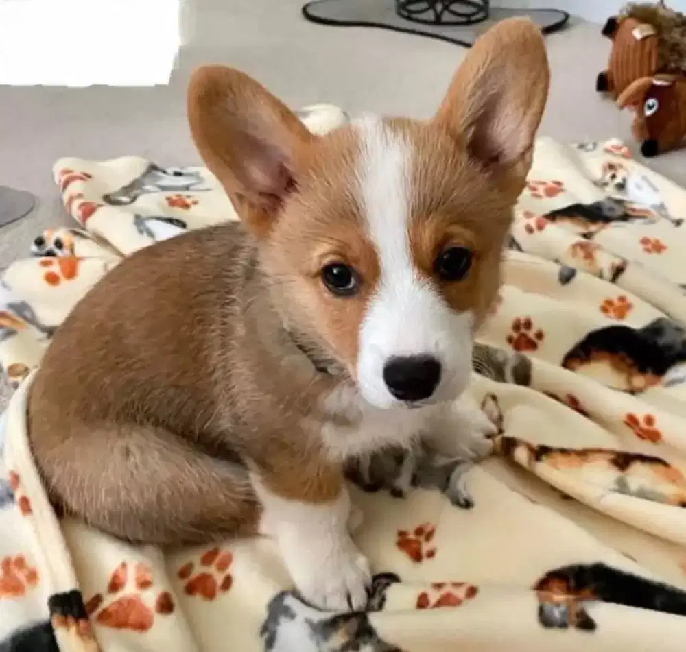 DIJUAL ANAK ANJING WELSH CORGY